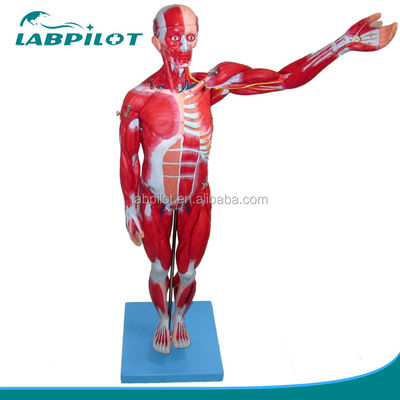 Vivid Muscles Model 18 Parts Full Body Male Model with Detachable Anatomical Features