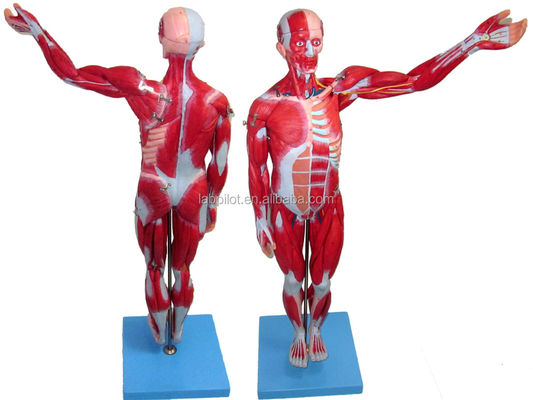 Vivid Muscles Model 18 Parts Full Body Male Model with Detachable Anatomical Features
