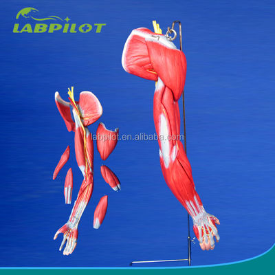 Teaching Demonstration Model of Detailed Anatomy Structures for Upper Limb Muscles