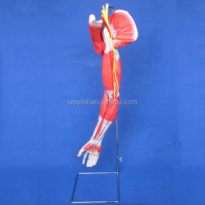 Teaching Demonstration Model of Detailed Anatomy Structures for Upper Limb Muscles