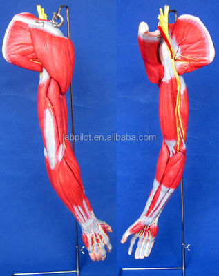 Teaching Demonstration Model of Detailed Anatomy Structures for Upper Limb Muscles