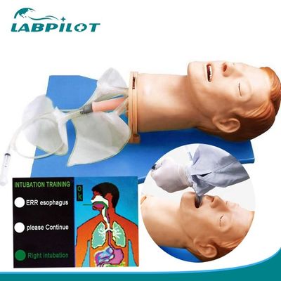 Vivid Anatomy Intubation Head for Electronic Multi-functional Airway Management Model