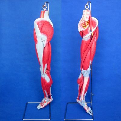 Anatomical Leg Muscles Teaching Model with 10 Parts Lower Limb Muscles Demonstration