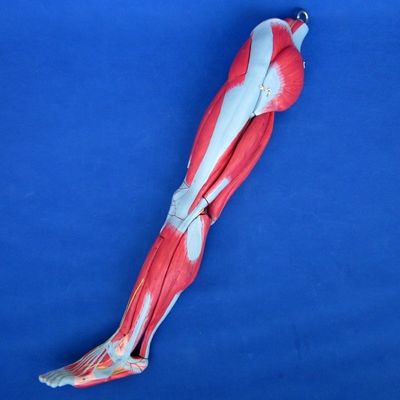 Anatomical Leg Muscles Teaching Model with 10 Parts Lower Limb Muscles Demonstration