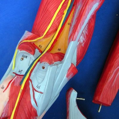 Anatomical Leg Muscles Teaching Model with 10 Parts Lower Limb Muscles Demonstration