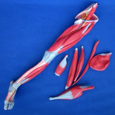 Anatomical Leg Muscles Teaching Model with 10 Parts Lower Limb Muscles Demonstration