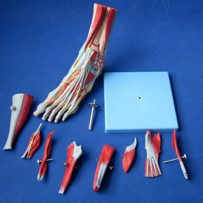 Human Muscles Anatomical Models Advanced 9 Parts Foot Model with Nerves and Anatomy
