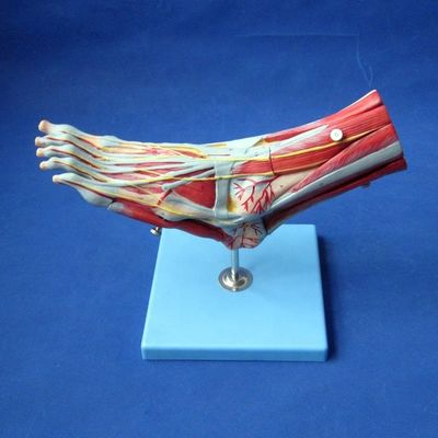 Human Muscles Anatomical Models Advanced 9 Parts Foot Model with Nerves and Anatomy