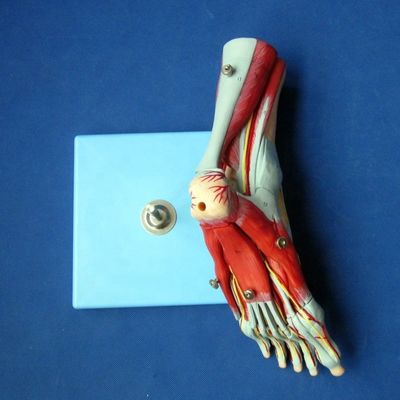 Human Muscles Anatomical Models Advanced 9 Parts Foot Model with Nerves and Anatomy