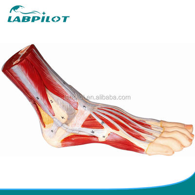 Medical Science Accurate 3D Anatomical Human Foot Model for Training and Demonstration
