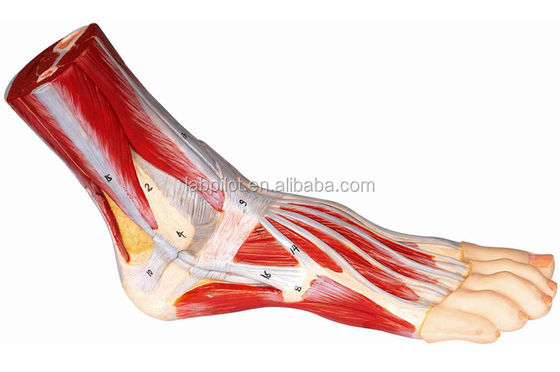 Medical Science Accurate 3D Anatomical Human Foot Model for Training and Demonstration