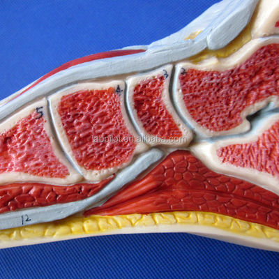 Anatomical Model of the Foot Human Life Size Detailed Median Sagittal Section Anatomy