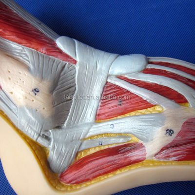 Anatomical Model of the Foot Human Life Size Detailed Median Sagittal Section Anatomy