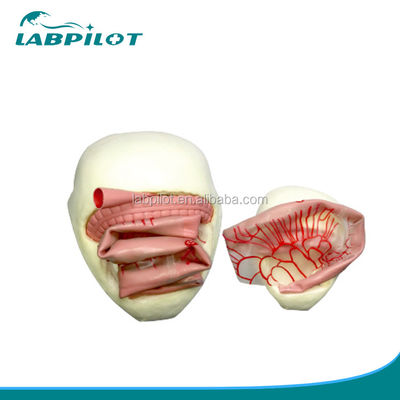 PVC Bowel Anastomosis Training Model for Small Intestine Anastomosis Practice