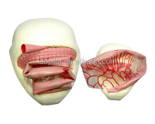 PVC Bowel Anastomosis Training Model for Small Intestine Anastomosis Practice