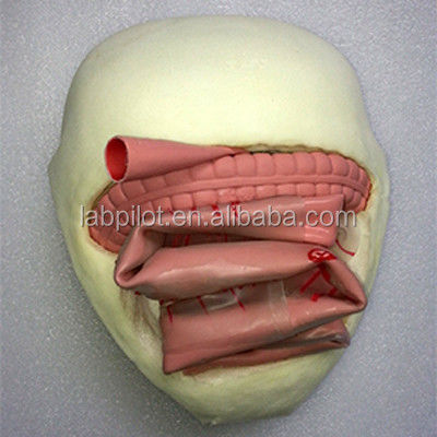 PVC Bowel Anastomosis Training Model for Small Intestine Anastomosis Practice
