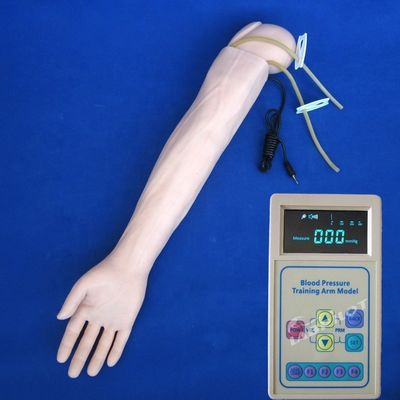 Arterial Blood Pressure Measurement Training Arm Model Categories Educational Mannequin