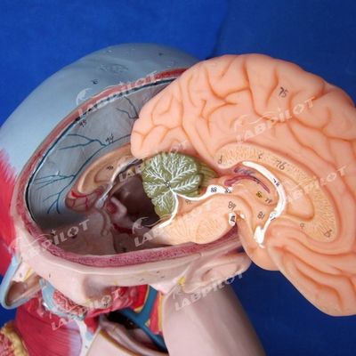 Advantage of 333 Numbered Positions Human Anatomy Torso Model with Muscles and Organs