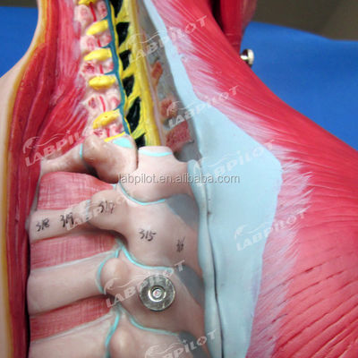 Advantage of 333 Numbered Positions Human Anatomy Torso Model with Muscles and Organs