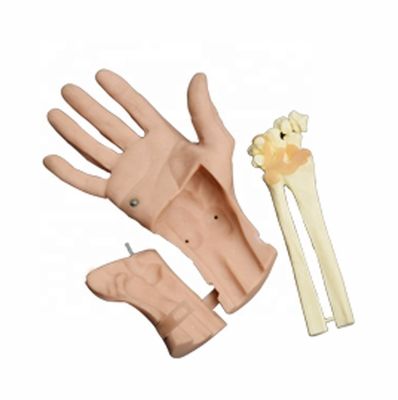 Discerptible Wrist Arthroscopy Training Simulator Vivid Hand Joint Anatomy for Hospitals