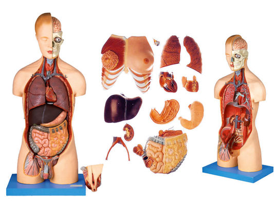 Advantage of 333 Numbered Positions Human Anatomy Torso Model with Muscles and Organs