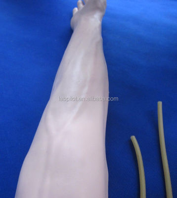 Medical Science Venipuncture and IM Injection Training Arm Model with Spared Skin