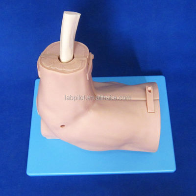 Vivid Shoulder Joint Anatomy Training Model with Detachable Shoulder Arthroscopy Simulator