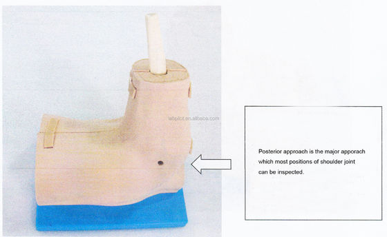 Vivid Shoulder Joint Anatomy Training Model with Detachable Shoulder Arthroscopy Simulator