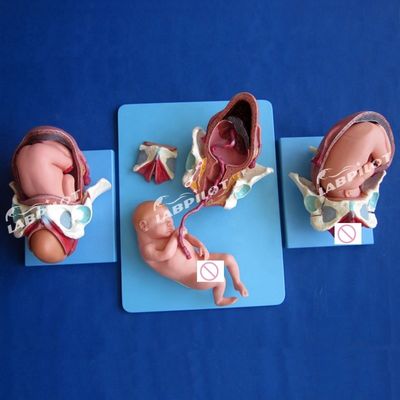 Medical Anatomical Demonstration Model Childbirth Pelvis and Full-term Fetus Model