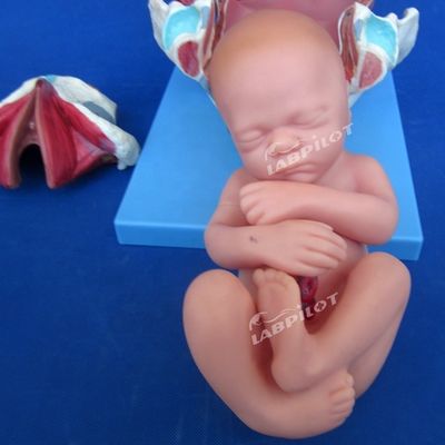 Medical Anatomical Demonstration Model Childbirth Pelvis and Full-term Fetus Model