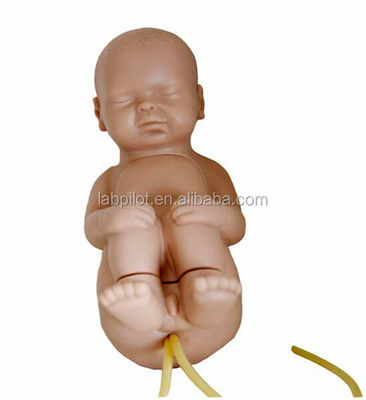 Human Life Size Manikin for Pediatric Spinal Vertebral Puncture Training Practice