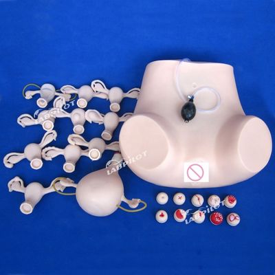 PVC Palpation Gynecological Examination Training Manikin with Contraception Function