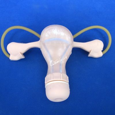 Contraception Uterus Pelvic Examination Training Manikin Medical Gynecology Care Model