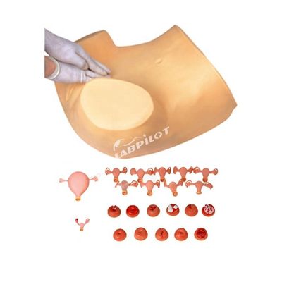 Maternity Care Training with Advanced Gynecological Nursing Model GYN Training Manikin