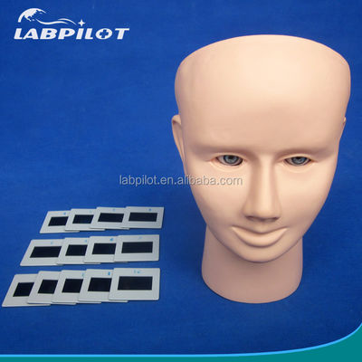 PVC Eye Inspection Teaching Model for Human Life Size Funduscopic Examination