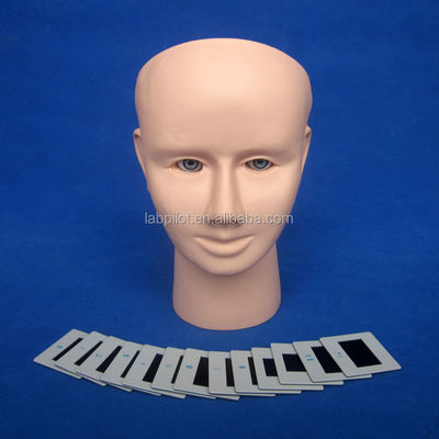 PVC Eye Inspection Teaching Model for Human Life Size Funduscopic Examination