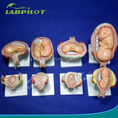 Take Your Medical Training to the Next Level with Anatomical Pregnancy Simulators