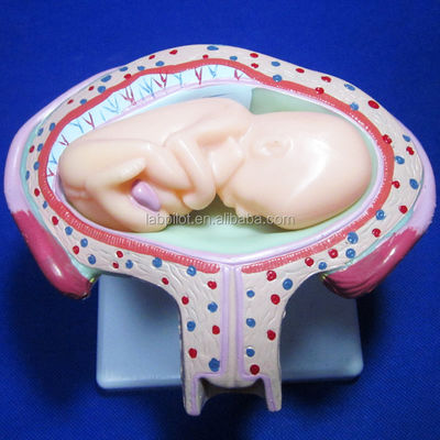 Take Your Medical Training to the Next Level with Anatomical Pregnancy Simulators
