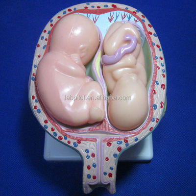 Take Your Medical Training to the Next Level with Anatomical Pregnancy Simulators
