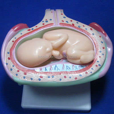 Take Your Medical Training to the Next Level with Anatomical Pregnancy Simulators