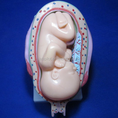 Take Your Medical Training to the Next Level with Anatomical Pregnancy Simulators