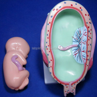 Take Your Medical Training to the Next Level with Anatomical Pregnancy Simulators