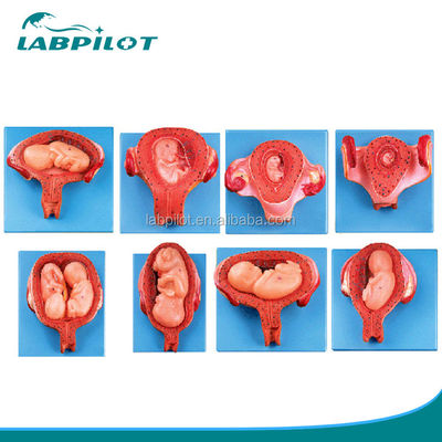 Human Life Size Embryo Development Models with Highly Detailed Anatomical Structures