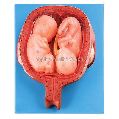 Human Life Size Embryo Development Models with Highly Detailed Anatomical Structures
