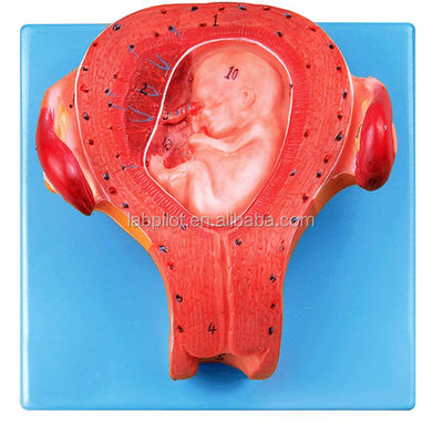 Advanced PVC Item Pregnant Embryo Model Third Month Uterus with Umbilical Cord Model