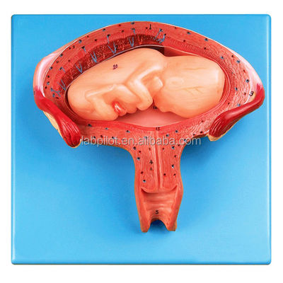 Medical Science Manikin Fourth Month Embryo Model for Pregnant Uterus and Ovary Anatomy