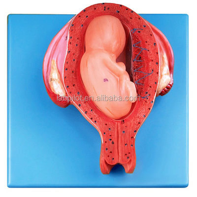 Vivid Human Histoembryology Model Fifth Month Embryo Fetus and Uterus Anatomical Model