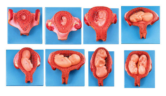 Vivid Human Histoembryology Model Fifth Month Embryo Fetus and Uterus Anatomical Model