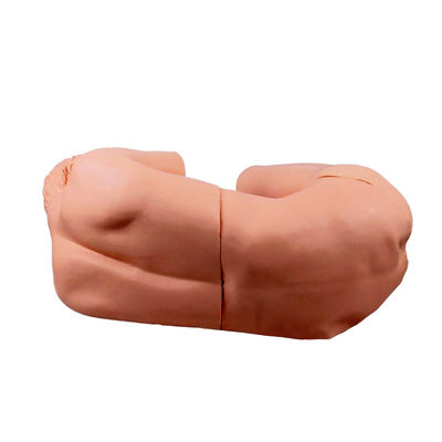 Vivid Adult Nursing Manikin Innovative Model for Clinical Training on Lumbar Puncture