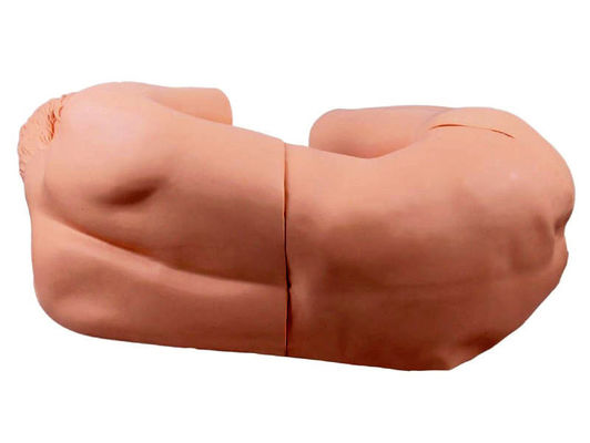 Vivid Adult Nursing Manikin Innovative Model for Clinical Training on Lumbar Puncture